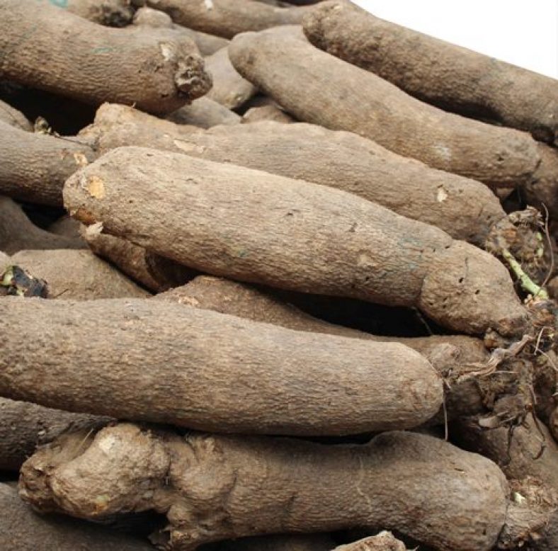 Yam From Africa Africa Shop Zone